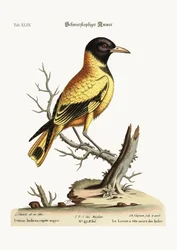The black-headed Indian Icterus, 1749-73